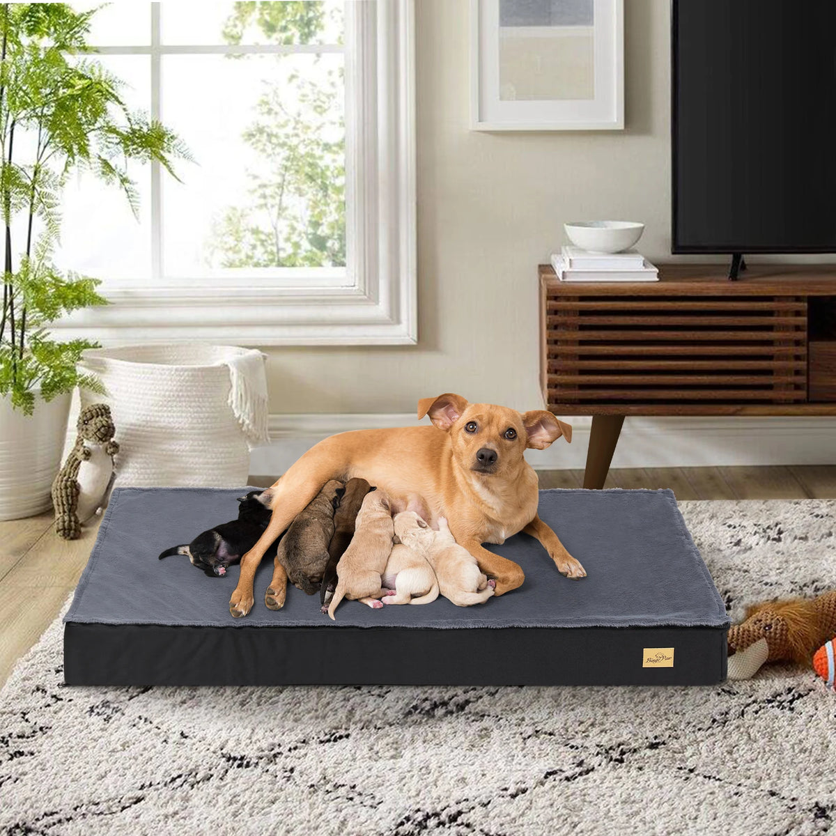 Bingopaw Washable Orthopedic Sponge Foam Dog Bed