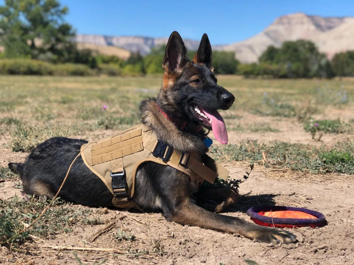 Adjustable Tactical Dog Harness And Collar Set For All Stages